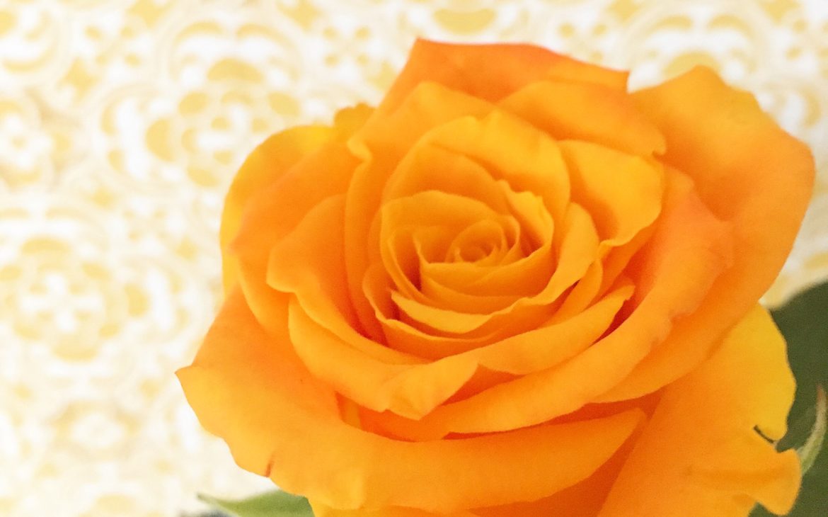 Elluyellow keltainen ruusu